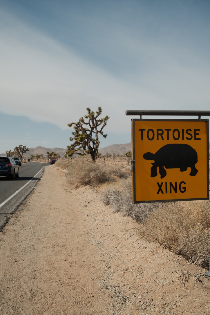 Tortoise Xing sign, Joshua Tree